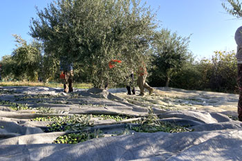 Olivenernte, Συγκομιδή ελιάς, olive harvest