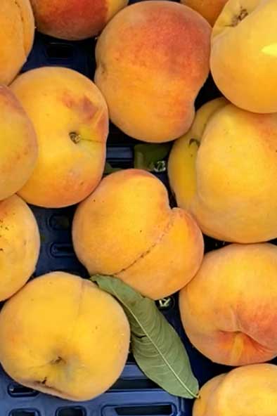 Preserving peaches from Omalo