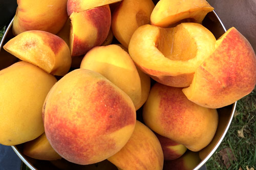 Peach harvest from Omalo