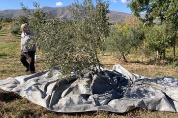 Olivenernte, Συγκομιδή ελιάς