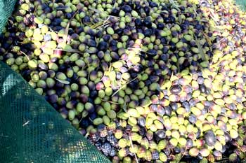 Olivenernte, Συγκομιδή ελιάς, olive harvest