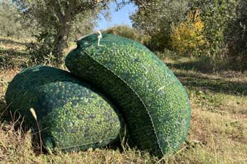 Olivenernte, Συγκομιδή ελιάς, olive harvest